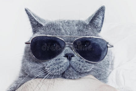 滑稽的猫戴太阳镜的灰猫滑稽的口吻照片