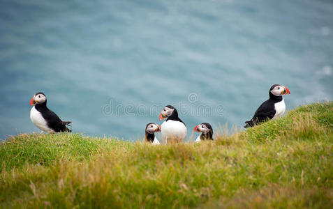 一群大西洋海雀