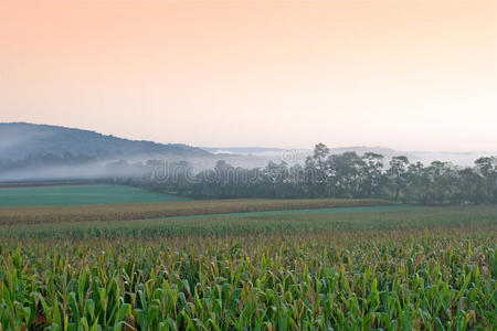 玉米地上雾蒙蒙的日出图片