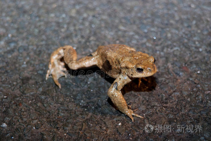 蟾蜍过马路时瘫痪照片-正版商用图片0kmt0n-摄图新视界