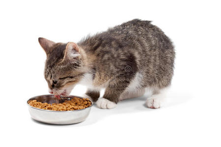 干粮特写看可爱的红猫吃绿色盆栽小猫从孤立的白色背景上一碗吃的食物