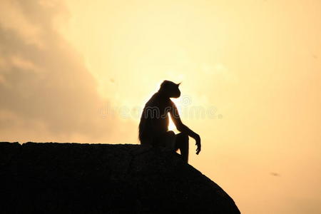 在夕阳下享受美好生活的猴子图片