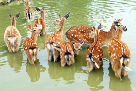 小鹿喝水中的鹿照片