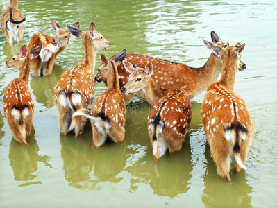 小鹿喝水中的鹿照片