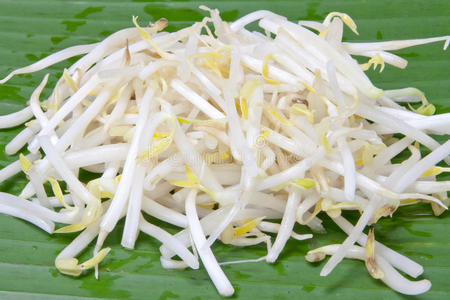 白豆芽照片