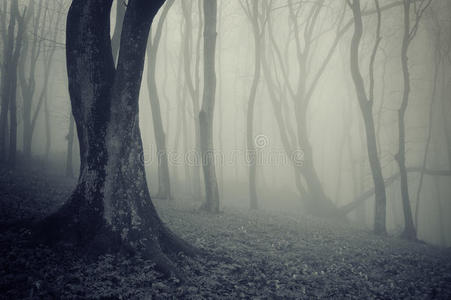 雾林中的老树