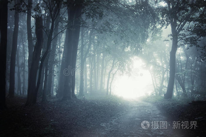 夜晚穿过黑暗森林的光明之路