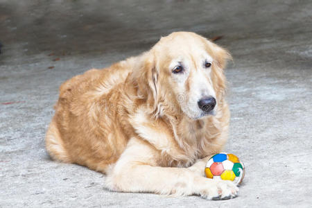 狗，金毛猎犬和球