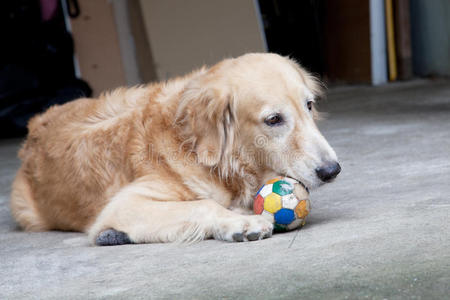 狗，金毛猎犬和球