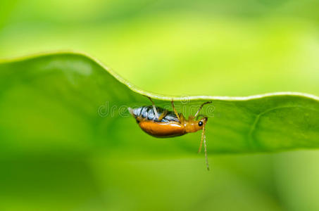 绿色或花园里的橙色甲虫