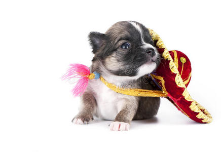 墨西哥本地节日帽子的吉娃娃小狗