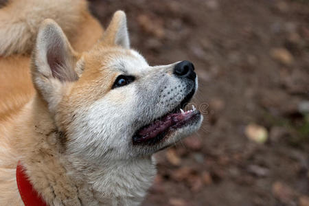 秋田犬的肖像