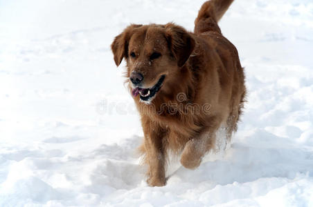 雪地里的狗金毛猎犬