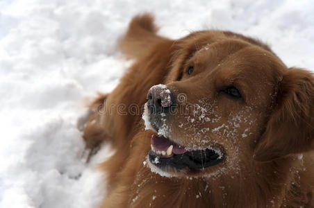 雪地里的狗