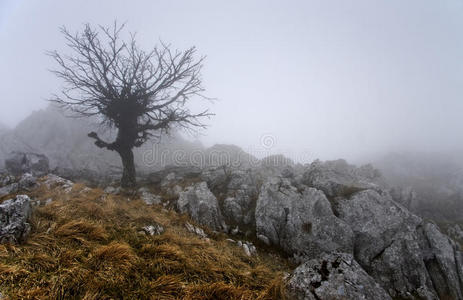 雾中的树