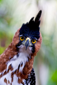 美国 动物群 自然 猛禽 猎鹰 野生动物 生物 雨林 航班