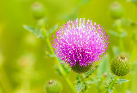 植物 花园 季节 夏天 杂草 大蓟 紫色 自然 草地 颜色