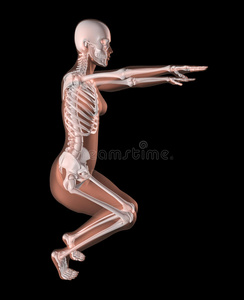 瑜伽姿势的女性骨骼图片