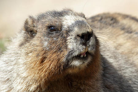 美国土拨鼠图片