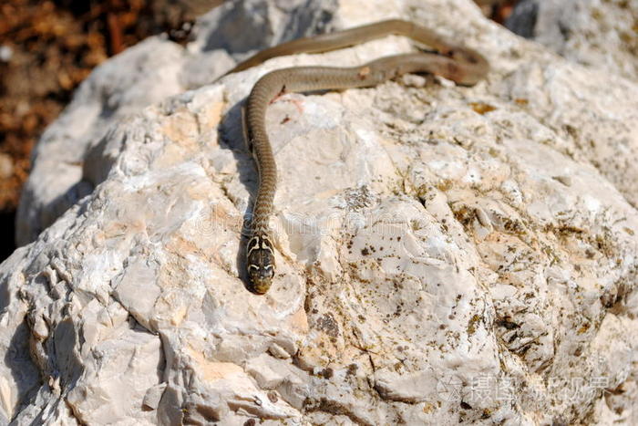 水蛇爬行动物也叫水蛇