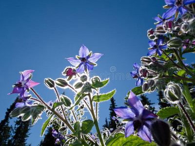 星花紫菜