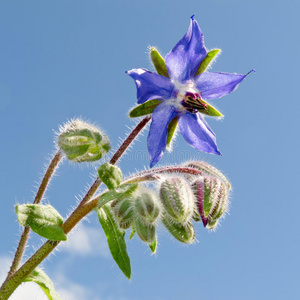 星花紫菜花蕾