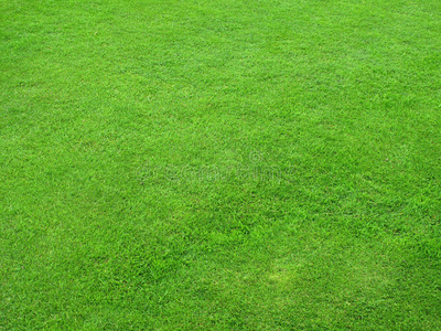 美丽的绿色草坪照片