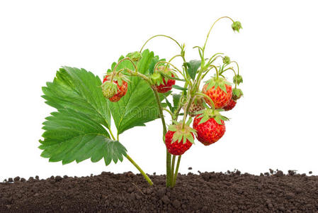从土壤里长出来的草莓图片
