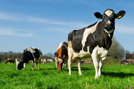 荷兰风景中的奶牛图片