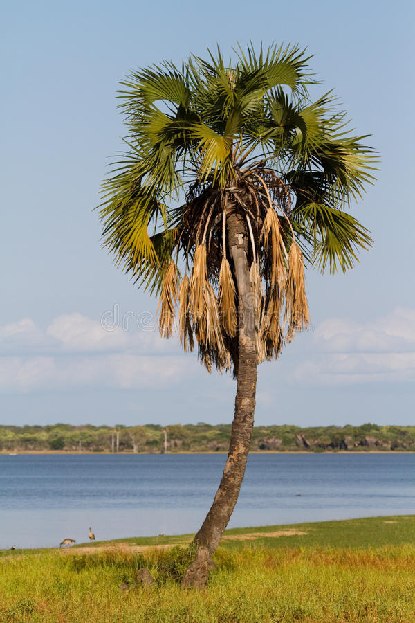 一棵高大的棕榈树