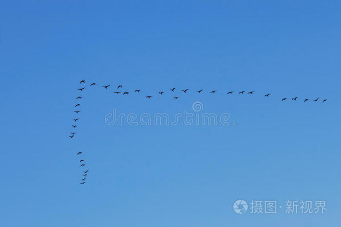 天空中的水鸟