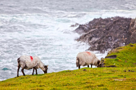 爱尔兰阿基尔岛的绵羊