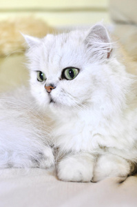美丽的绿眼睛白波斯猫图片