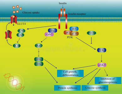 胰岛素分子途径