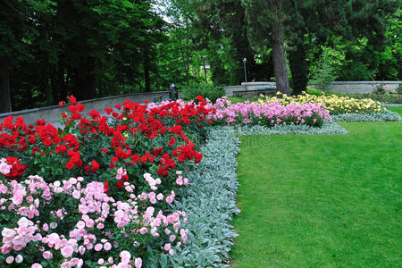 瑞士伯尔尼花园的玫瑰花坛照片