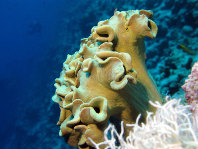 软珊瑚珊瑚礁