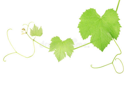 群的绿色藤蔓植物的叶子和葡萄藤葡萄藤上的葡萄夜花园与葡萄藤葡萄藤