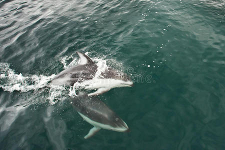 太平洋白海豚