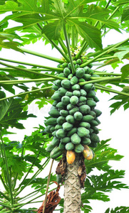 木瓜树木瓜树木瓜树卡通木瓜树与根和果子查出在白色背景木瓜树在白色