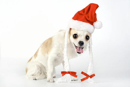 带着圣诞老人帽子的有趣的吉娃娃狗