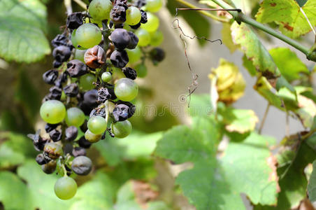 葡萄园里的干葡萄。