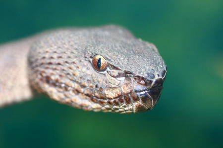 马来西亚蛇图片-马来西亚蛇素材-马来西亚蛇插画-摄图新视界