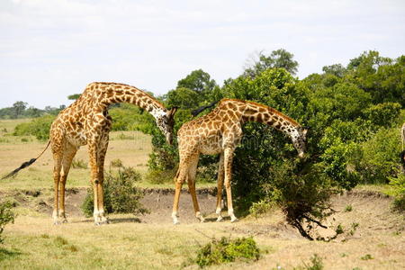 肯尼亚长颈鹿组合图片