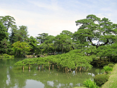 阳光 植物 日本 漂亮的 池塘 花园 美丽的 分支 石头