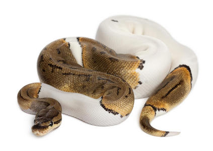 雌性细条纹斑纹皇家蟒蛇，球蟒