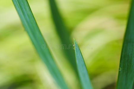 芦苇叶上的水滴图片