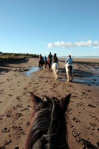 后面 板栗 海滩 男人 海洋 骑手 假日 哺乳动物 马背