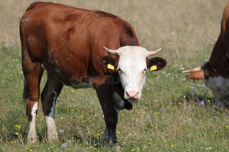 棕白色奶牛