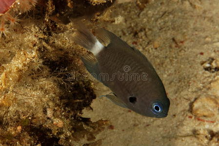 chromis三角洲深礁chromis