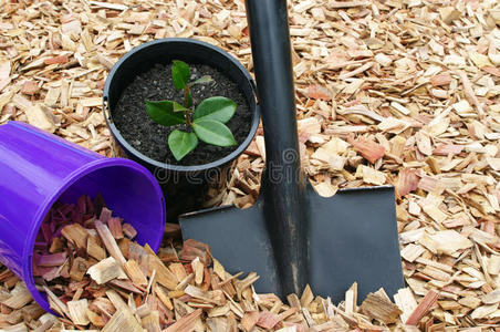 覆盖盆栽植物和工具